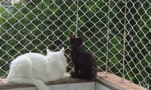 gatos com proteção de rede no RJ